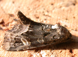 Black Wedge-spot
